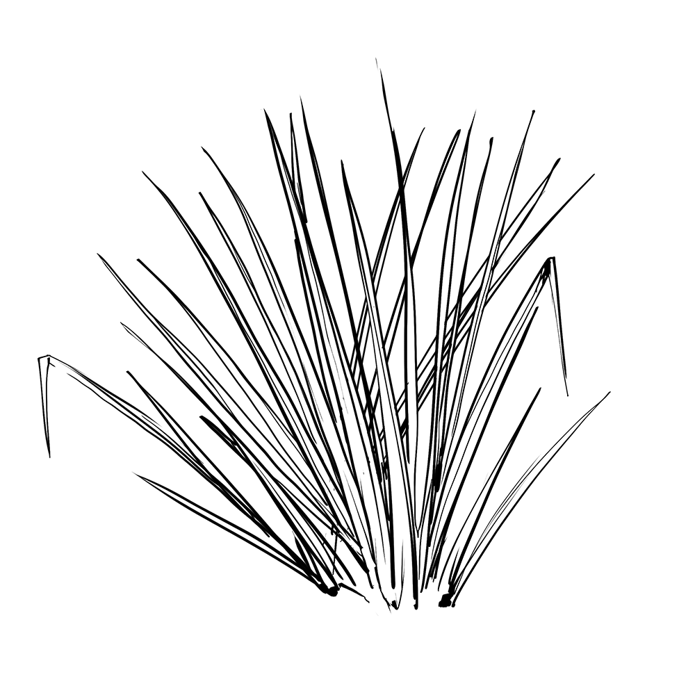 Synergie parfumée | Zeste Céleste