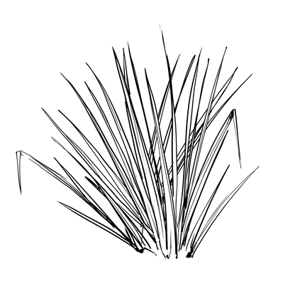 Synergie parfumée  |  Zeste Céleste