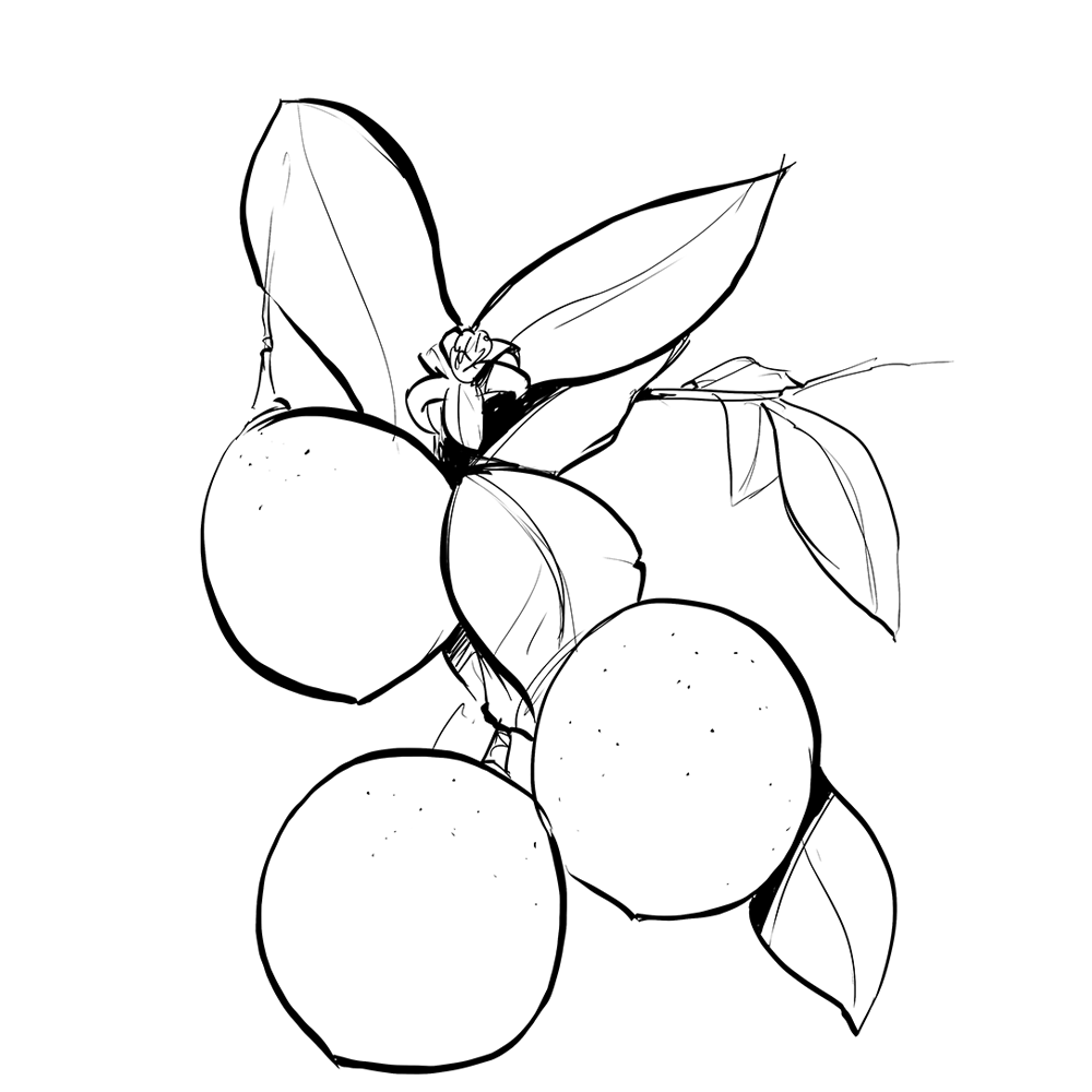 Synergie parfumée  |  Zeste Céleste