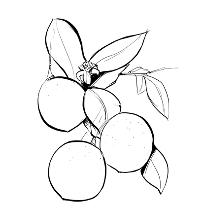 Synergie parfumée  |  Zeste Céleste