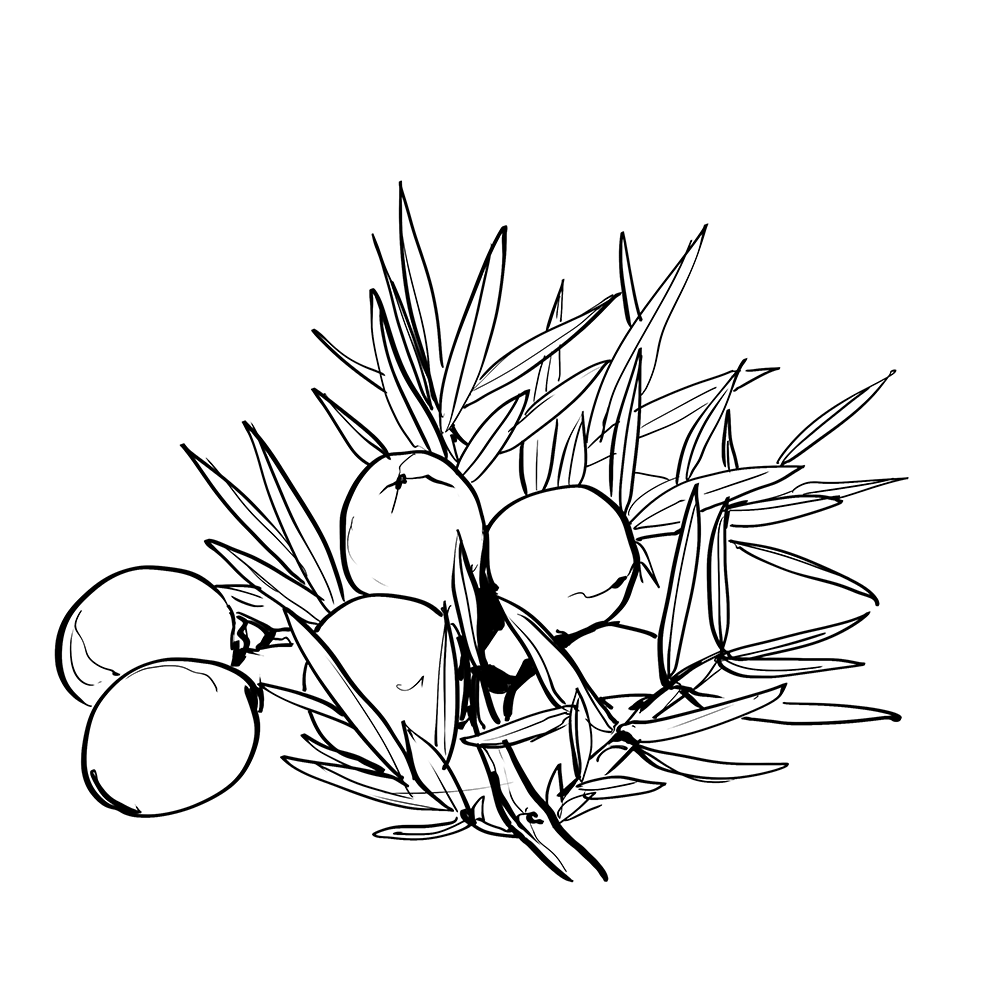 Synergie parfumée  |  Zeste Céleste
