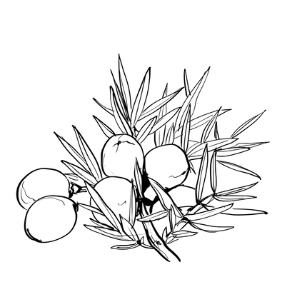 Synergie parfumée  |  Zeste Céleste