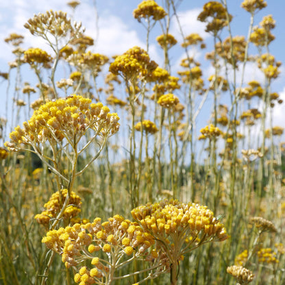 Huile essentielle immortelle