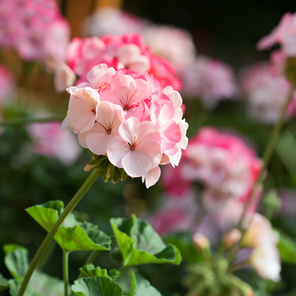 Geranium Rosat