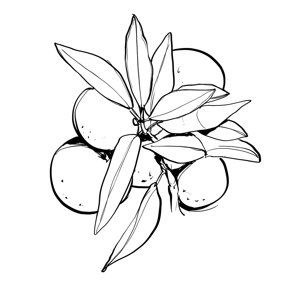Synergie parfumée  |  Zeste Céleste