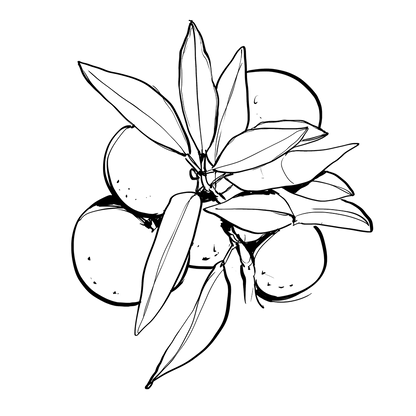 Synergie parfumée  |  Zeste Céleste